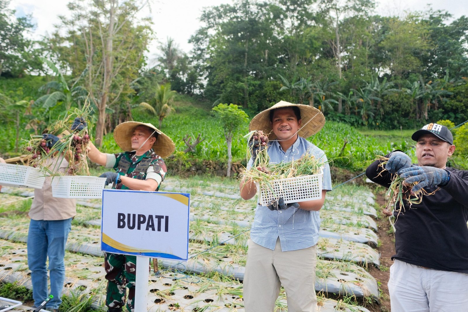Sejalan Dengan Program Prioritas Presiden Prabowo, Bupati Bantaeng Panen Perdana Bawang Merah Lokana
