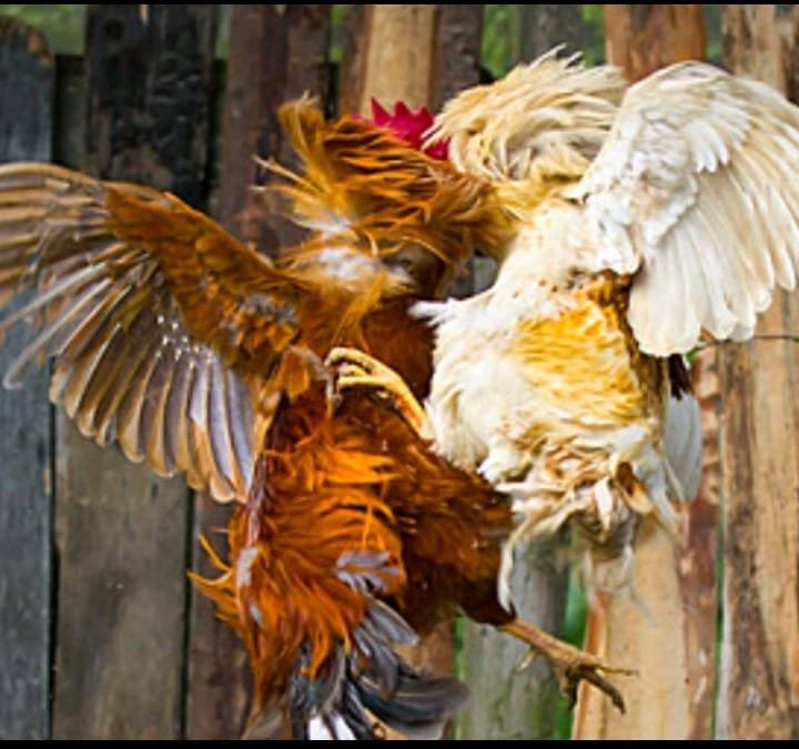 Judi Sabung Ayam Diduga Masih Marak di Bulukumpa dan Rilau Ale, Warga Desak Aparat Bertindak Tegas Sesuai KUHP Baru