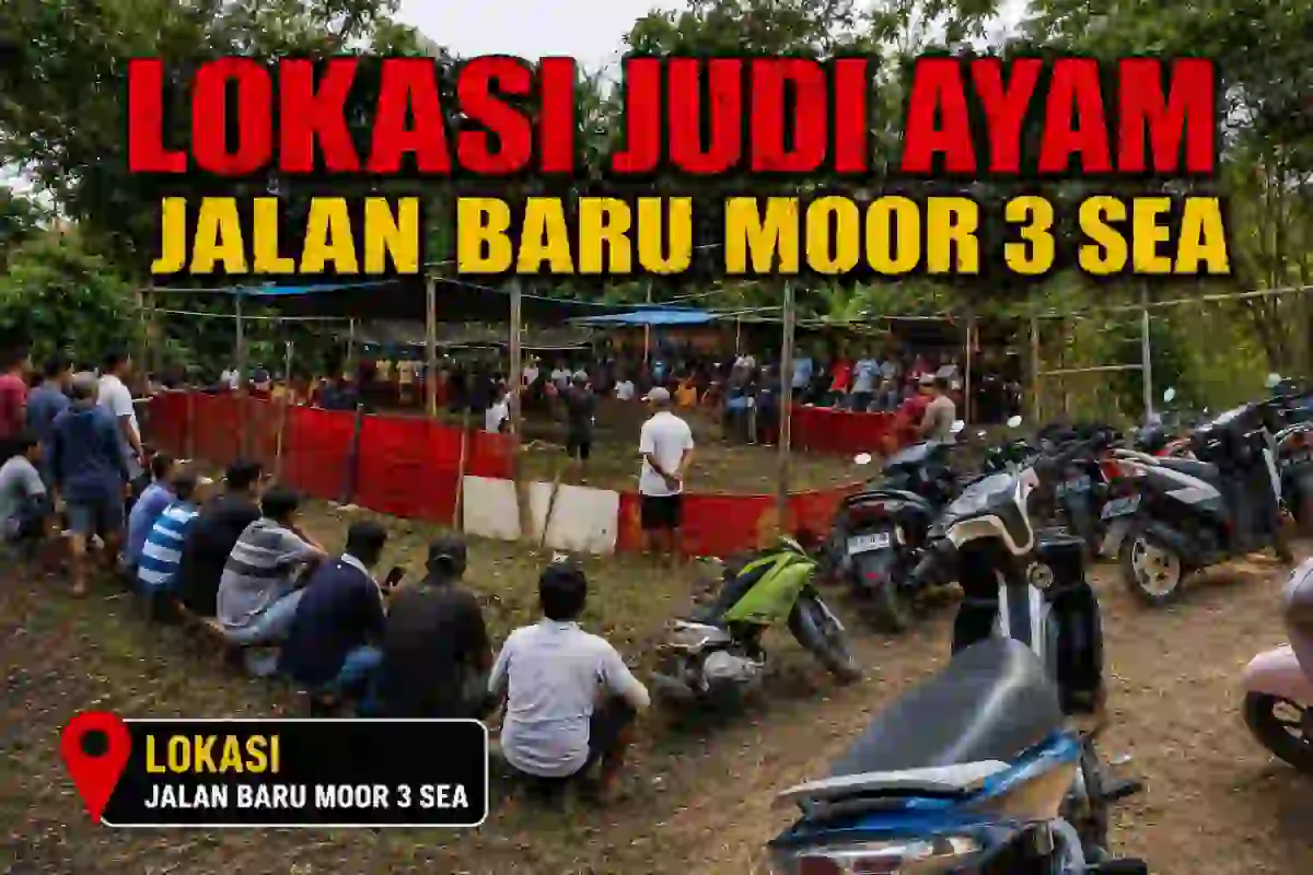 ADA APA DI SEA PINELENG? Dugaan Judi Sabung Ayam, Wartawan Diduga Dihadang, Oknum TNI Disorot.